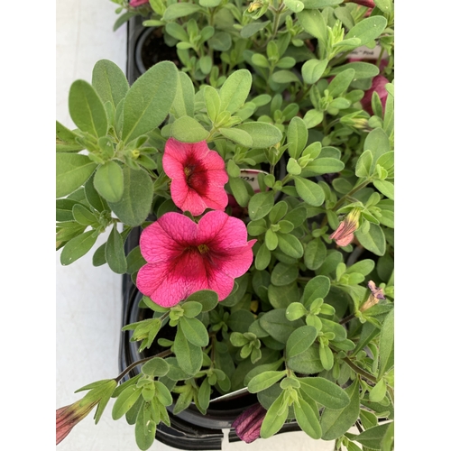 52 - EIGHTEEN CALIBRACHOA 'EYECONIC PINK' IN P9CM POTS ON A TRAY. TO BE SOLD FOR THE EIGHTEEN