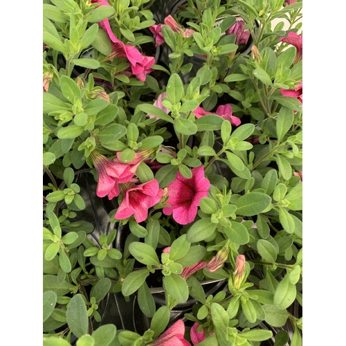 52 - EIGHTEEN CALIBRACHOA 'EYECONIC PINK' IN P9CM POTS ON A TRAY. TO BE SOLD FOR THE EIGHTEEN