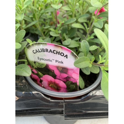 52 - EIGHTEEN CALIBRACHOA 'EYECONIC PINK' IN P9CM POTS ON A TRAY. TO BE SOLD FOR THE EIGHTEEN