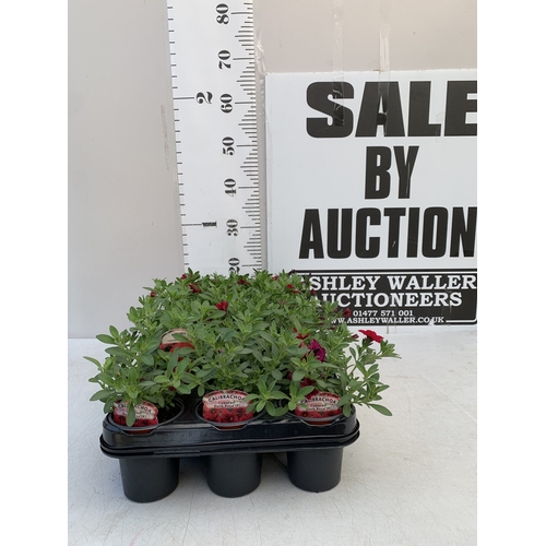 53 - EIGHTEEN CALIBRACHOA CABARET 'DARK ROSE' IN P9CM POTS ON A TRAY. TO BE SOLD FOR THE EIGHTEEN