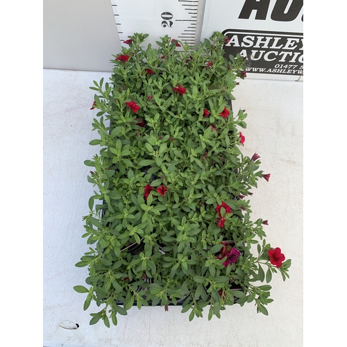 53 - EIGHTEEN CALIBRACHOA CABARET 'DARK ROSE' IN P9CM POTS ON A TRAY. TO BE SOLD FOR THE EIGHTEEN