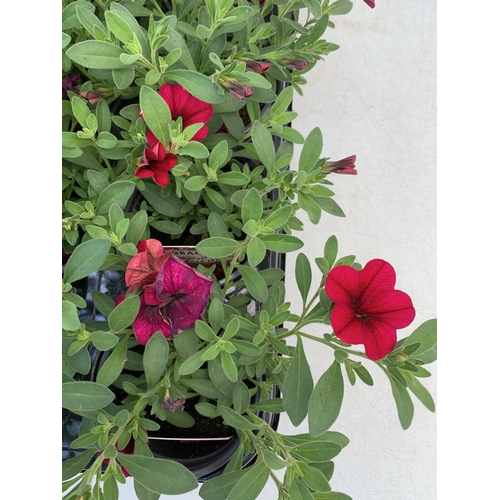 53 - EIGHTEEN CALIBRACHOA CABARET 'DARK ROSE' IN P9CM POTS ON A TRAY. TO BE SOLD FOR THE EIGHTEEN