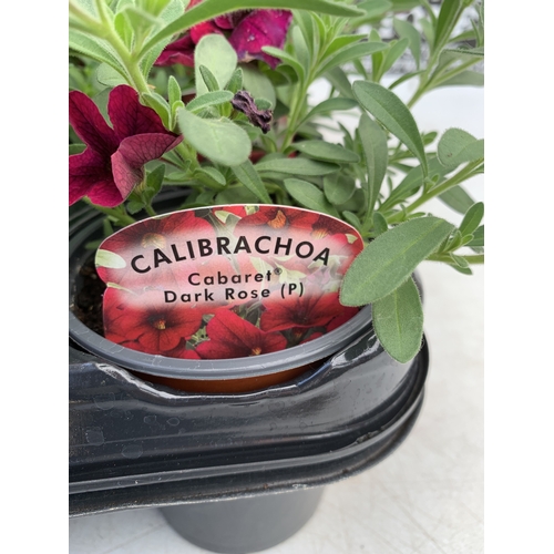 53 - EIGHTEEN CALIBRACHOA CABARET 'DARK ROSE' IN P9CM POTS ON A TRAY. TO BE SOLD FOR THE EIGHTEEN
