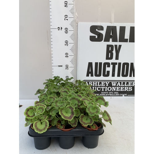 Lot 55        