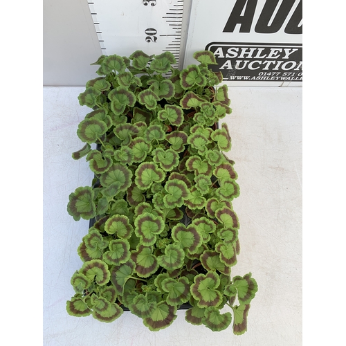 55 - EIGHTEEN GERANIUMS IN P9CM POTS ON A TRAY. TO BE SOLD FOR THE EIGHTEEN