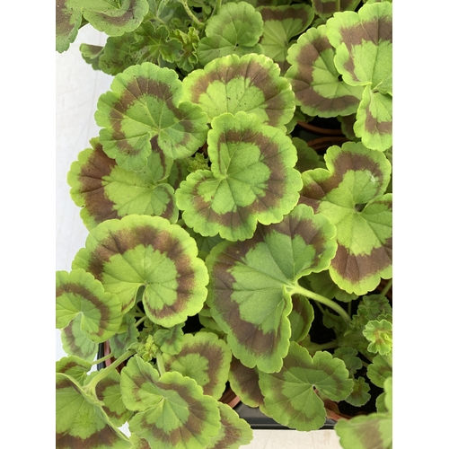 55 - EIGHTEEN GERANIUMS IN P9CM POTS ON A TRAY. TO BE SOLD FOR THE EIGHTEEN
