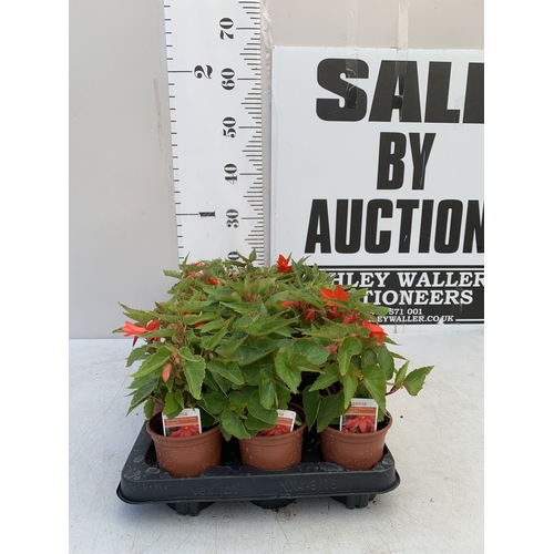 56 - EIGHTEEN BEGONIA BOLIVIENSIS 'BOSSA NOVA ORANGE F1' IN P9CM POTS ON A TRAY. TO BE SOLD FOR THE EIGHT... 