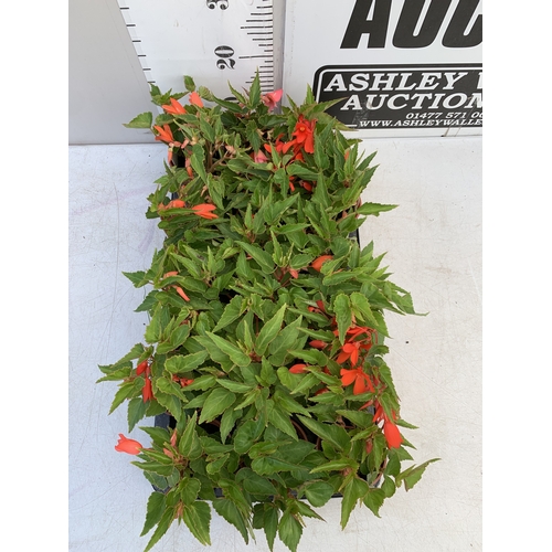 56 - EIGHTEEN BEGONIA BOLIVIENSIS 'BOSSA NOVA ORANGE F1' IN P9CM POTS ON A TRAY. TO BE SOLD FOR THE EIGHT... 