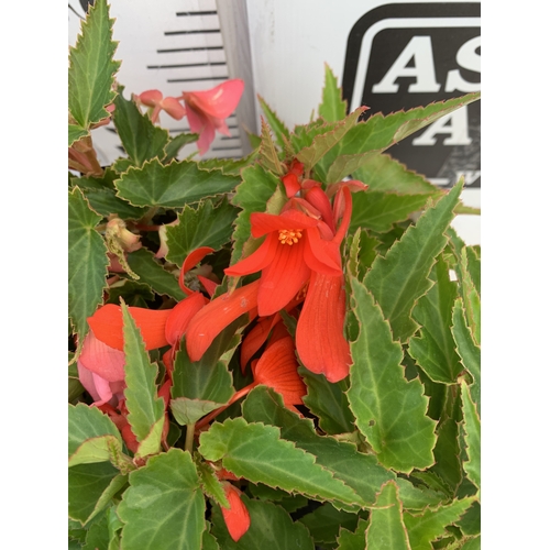 56 - EIGHTEEN BEGONIA BOLIVIENSIS 'BOSSA NOVA ORANGE F1' IN P9CM POTS ON A TRAY. TO BE SOLD FOR THE EIGHT... 