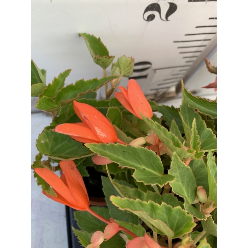 56 - EIGHTEEN BEGONIA BOLIVIENSIS 'BOSSA NOVA ORANGE F1' IN P9CM POTS ON A TRAY. TO BE SOLD FOR THE EIGHT... 
