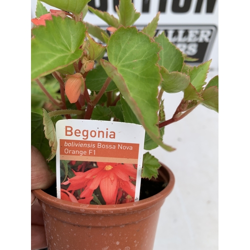 56 - EIGHTEEN BEGONIA BOLIVIENSIS 'BOSSA NOVA ORANGE F1' IN P9CM POTS ON A TRAY. TO BE SOLD FOR THE EIGHT... 