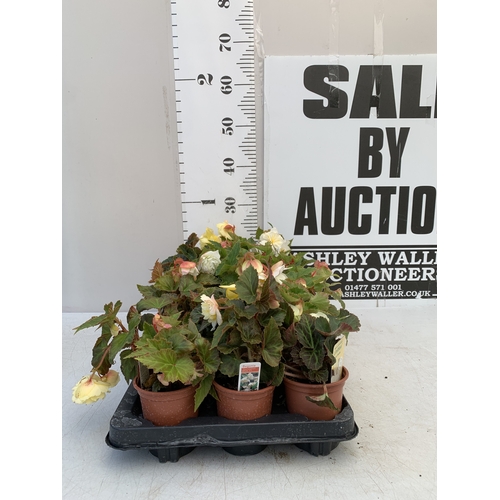 Lot 57        