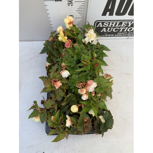 57 - EIGHTEEN NONSTOP BEGONIAS 'ILLUMINATION WHITE F1' IN P9CM POTS ON A TRAY. TO BE SOLD FOR THE EIGHTEE... 