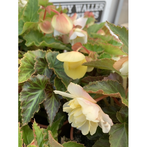 57 - EIGHTEEN NONSTOP BEGONIAS 'ILLUMINATION WHITE F1' IN P9CM POTS ON A TRAY. TO BE SOLD FOR THE EIGHTEE... 
