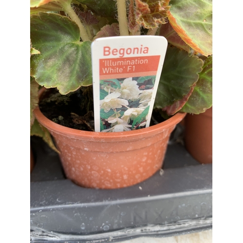 57 - EIGHTEEN NONSTOP BEGONIAS 'ILLUMINATION WHITE F1' IN P9CM POTS ON A TRAY. TO BE SOLD FOR THE EIGHTEE... 