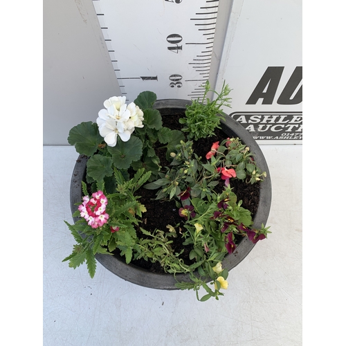 6 - ONE LARGE 20 LTR PLANTER FILLED WITH MIXED BEDDING - TO INCLUDE GERANIUM, FUCHSIA, LOBELIA, BUSY LIZ... 