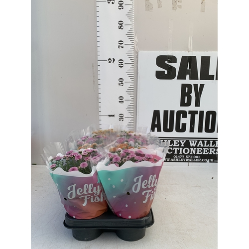 Lot 62        