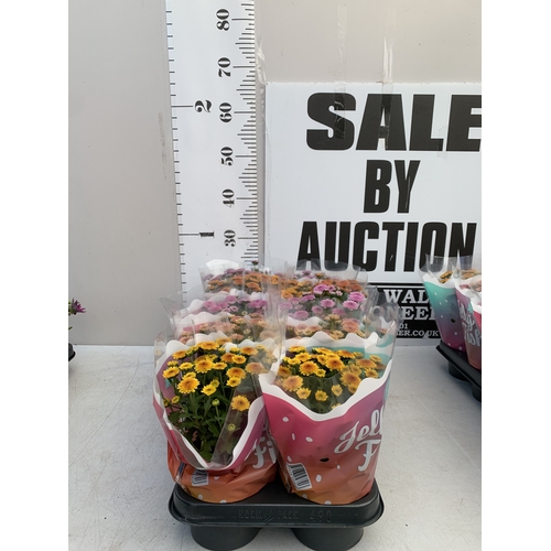 Lot 64        