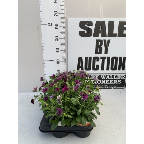 Lot 66        