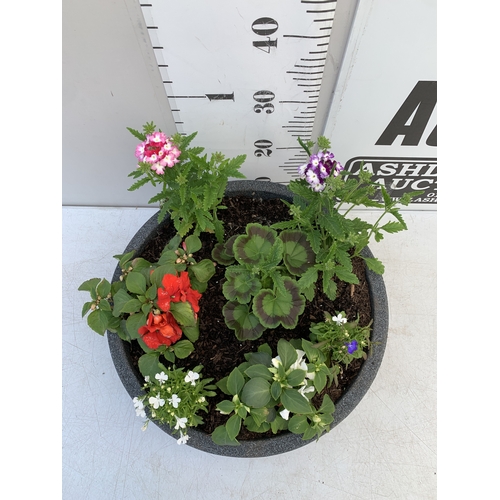 7 - ONE LARGE PLANTER FILLED WITH BEDDING TO INCLUDE GERANIUMS, MIXED LOBELIA, SEMPS AND VERBENA 'SPARKL... 
