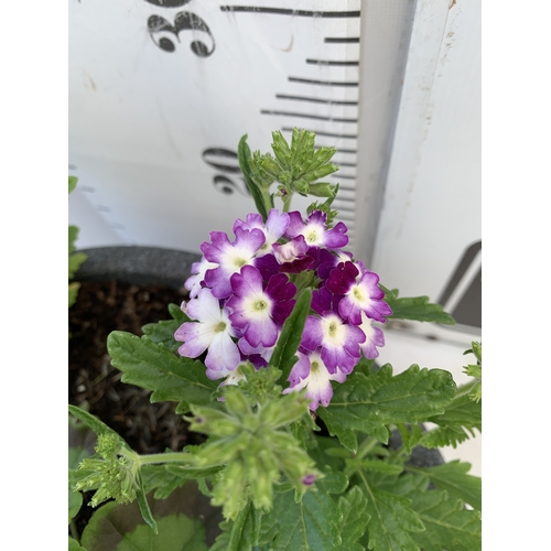 7 - ONE LARGE PLANTER FILLED WITH BEDDING TO INCLUDE GERANIUMS, MIXED LOBELIA, SEMPS AND VERBENA 'SPARKL... 