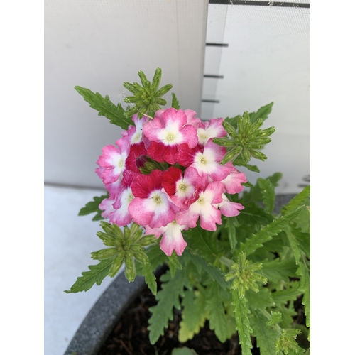 7 - ONE LARGE PLANTER FILLED WITH BEDDING TO INCLUDE GERANIUMS, MIXED LOBELIA, SEMPS AND VERBENA 'SPARKL... 