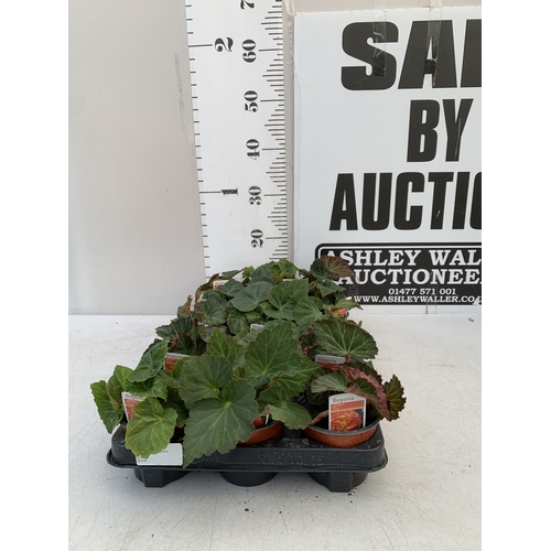 Lot 71        