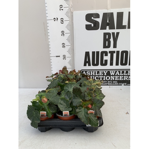 Lot 73        