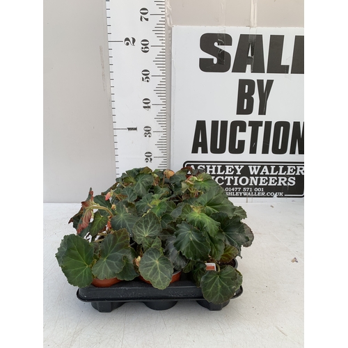 Lot 74        