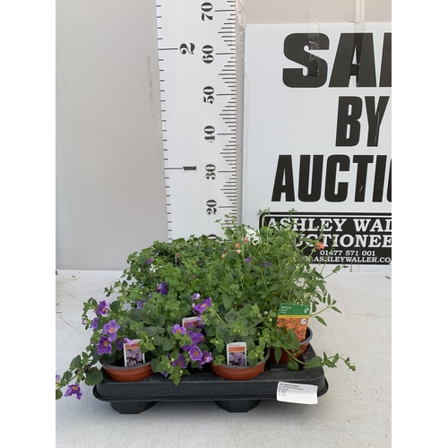 Lot 80        