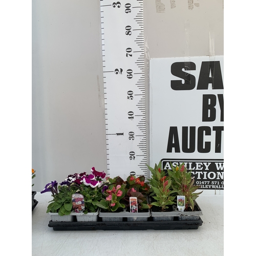 Lot 84        