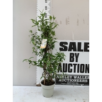 Jasmine出品 ONE SOL DE MURCIA JASMINE TRACHELOSPERMUM JASMINOIDES IN A 2 LTR