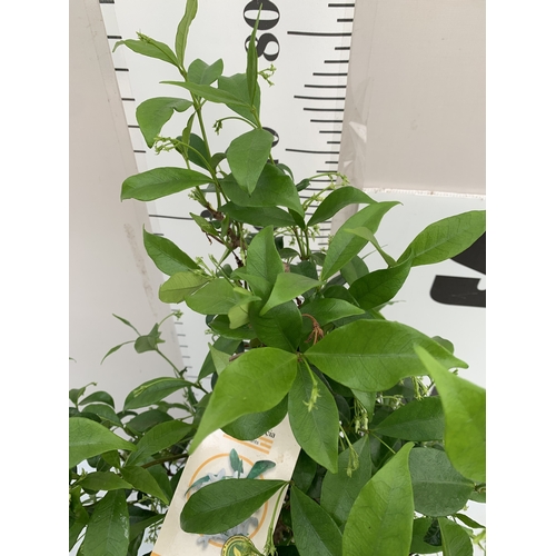 ONE SOL DE MURCIA JASMINE TRACHELOSPERMUM JASMINOIDES IN A 2 LTR