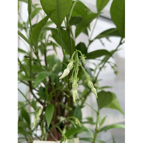 ONE SOL DE MURCIA JASMINE TRACHELOSPERMUM JASMINOIDES IN A 2 LTR
