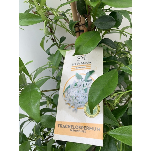 ONE SOL DE MURCIA JASMINE TRACHELOSPERMUM JASMINOIDES IN A 2 LTR