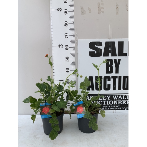 Lot 10        
