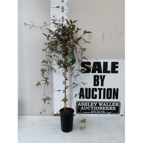 Lot 18        