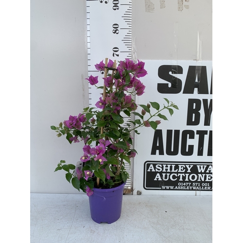 Lot 19        