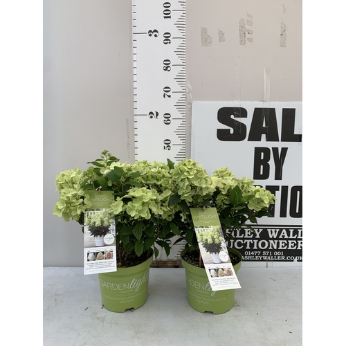 Lot 59        