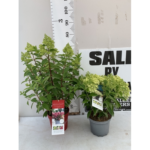 Lot 57        