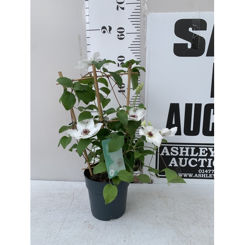 Lot 21        