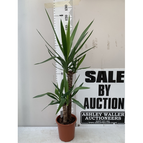 Lot 23        