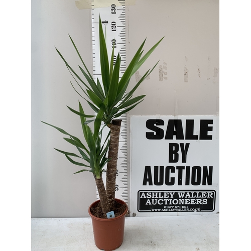 Lot 24        