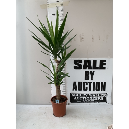 Lot 25        