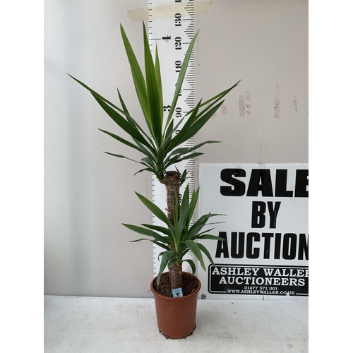 Lot 27        