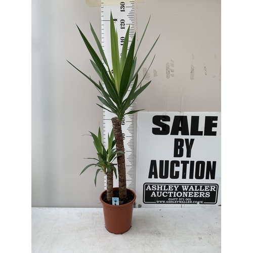Lot 28        