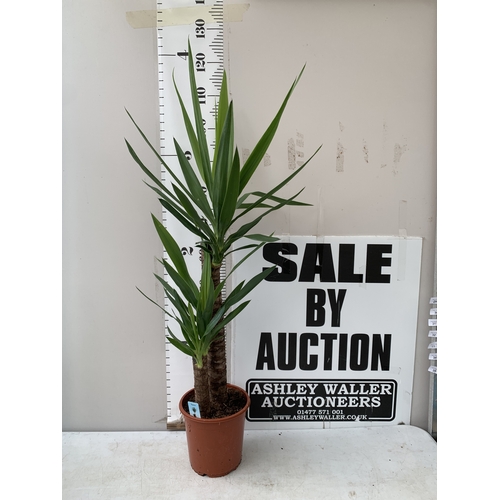 Lot 29        