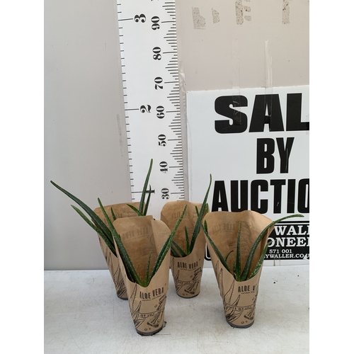 Lot 34        