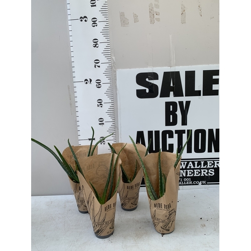 Lot 35        