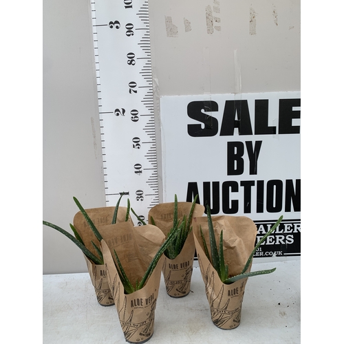 Lot 36        